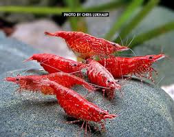 Pin On Shrimps Snails Such