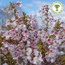 Check spelling or type a new query. Flowering Cherry Trees For Small Gardens Dwarf Cherry Blossom