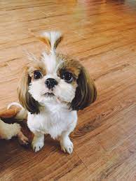 pin on funny and cute dogs