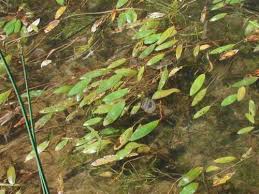 Image result for Potamogetonaceae