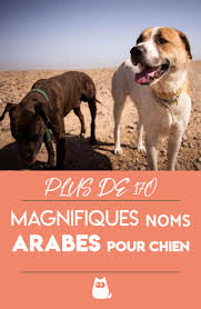 Noms Arabes Pour Chiens 170 Noms Et Leur Signification Noms De Chien Femelle Nom De Chien Noms De Chat