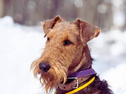 Image result for velšteriér