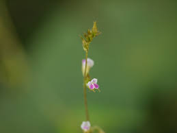 Image result for Teramnus