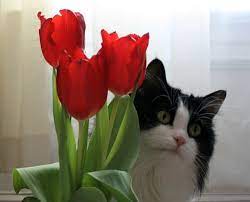 Pet Friendly Flowers Plants For Your Home Cat Friendly Plants Toxic Plants For Cats Plants