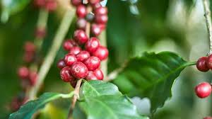 Image result for Coffea