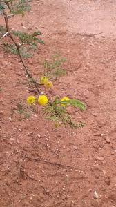 Image result for Acacia hockii