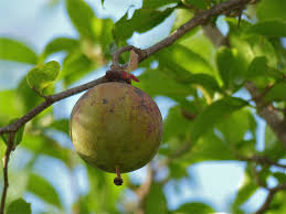 Image result for Oncoba