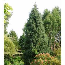 Image result for Cupressus arizonica