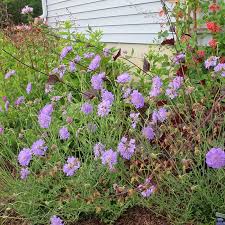Image result for Scabiosa columbaria