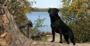 Most labrador retrievers are athletic; Mn Labradors Lab Puppies For Sale Mn Lab Breeder Mn