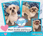 Angels Grooming Centre Hei Hei Christchurch - Meet Archie and ...