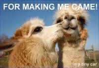 You better really trust whoever is leading you around all night! Two Camels In A Tiny Car Know Your Meme