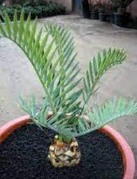 Silahkan simak ulasan detailnya dibawah ini. Luar Biasa Jenis Pohon Sikas Bunga Hias