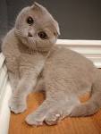 Are Scottish fold cats hypoallergenic? - Quora