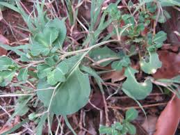 Image result for Lophiocarpaceae