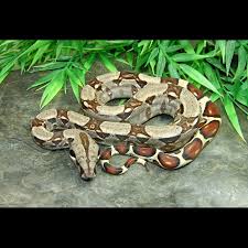 Colombian Red Tail Boas Boa Constrictor Imperator