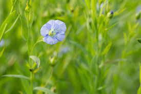 Can I Grow Flaxseed Learn How To Grow Flaxseed Plants At Home