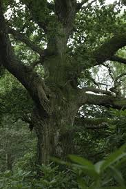 What Are Non Resinous Wood Hunker Deciduous Trees Tree Removal Landscape