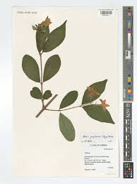 Image result for Heinsia