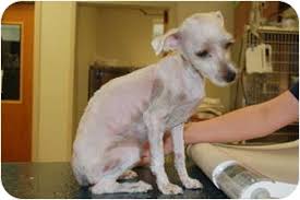 This includes the price of trimming the dog's hair, but also maintaining its nails and a variety of other important hygienic functions. Putnam Hall Fl Maltese Meet Maltese A Pet For Adoption