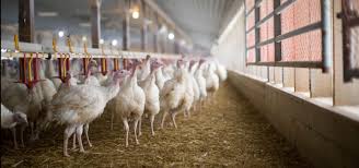 Find the best new and used aircraft for sale such as business jets, helicopters, experimental, warbirds and more. Turkey Shoppe