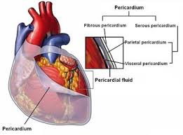 Pericardium Serous Membranes Visceral Parietal Layers Serous Membrane Anatomy And Physiology Cardiovascular System