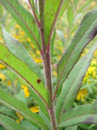 Image result for Vernonia myriantha