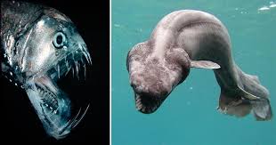 Official twitter of mariana trench war whales family member of the cwl home of the #teamnofaith movement join us at. These Uniquely Bizarre Mariana Trench Fish Live In The Ocean S Deepest Region