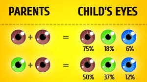 I have pale skin with freckles but have brown eyes. How To Predict Your Baby S Hair Color Interesting Facts