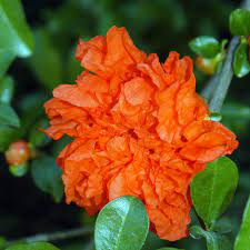 The pomegranate's leaves are starting to turn yellow. Ornamental Pomegranates Produce No Fruit