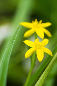 Image result for Hypoxidaceae