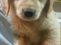 Here are our girls, pink collar is available (third in video single). Adorable Akc Golden Retriever Puppy For Sale For Sale In Houston Texas Classified Americanlisted Com