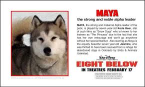Old jack, max, dewey and maya snow dogs: Google Image Result For Http Swotti Starmedia Com Tmp Swotti Cachezwlnahqgymvsb3c 3drw50zxj0ywlubwvudc1nb3zpzxm 3d Imgeight 25 Husky Lover Wolf Dog Snow Dogs