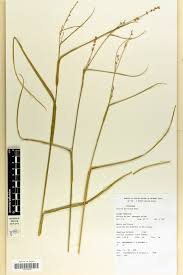 Image result for Scleria foliosa