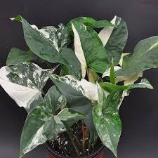 Pin On House Plant Project