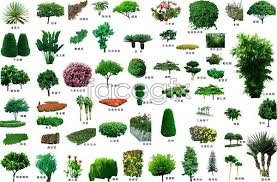 The key to symbols used in the table is given below. Landscaping Trees Psd Small Pine Trees Landscaping Trees Tree Psd