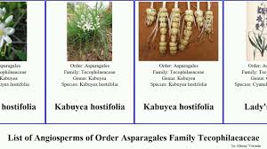 Image result for Tecophilaeaceae