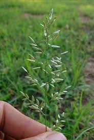 Image result for Eragrostis porosa
