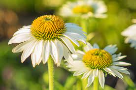 Species chart with pictures, planting and care instructions. 5 Plants For Your Colorado Pollinator Garden Resource Central