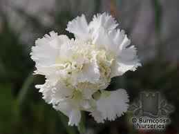 Dianthus x arvernensis beth chatto 2011 dianthus barbatus (sweet william). Dianthus Mrs Sinkins From Burncoose Nurseries