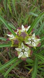 Image result for Pachycarpus concolor