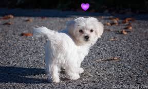 Find teacup in dogs & puppies for rehoming | 🐶 find dogs and puppies locally for sale or amazing pure breed, white maltese male ( teacup) puppy is available right away in toronto. Maltese Dogs And Cute Teacup Maltese Puppies Cute Pet Dogs
