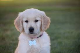 With more than ten plus years of breeding experience, we have successfully placed the healthiest, happiest and finest akc english cream golden retriever puppies throughout the pacific northwest. 13 Best Golden Retriever Breeders In Washington 2021 We Love Doodles