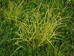 Image result for Carex lycurus