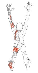 Adho Mukha Svanasana Yogaanatomy Net Yoga Anatomy Yoga Poses For Beginners Yoga Poses