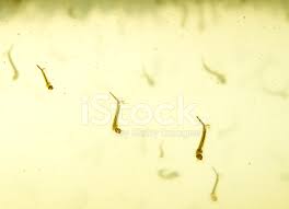 Mosquito Larvae Stock Photos Freeimages Com Html5 available for mobile devices. mosquito larvae stock photos