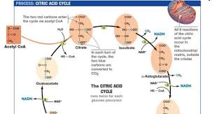 Difference Between Krebs Cycle And Electron Transport Chain