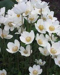 Perennials For Wet And Shady Areas Sunnyside Gardens Perennials Flowers Perennials White Flowers