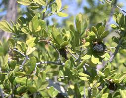 Image result for Diospyros dichrophylla