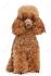 Red Head Heaven Poodles- Toy Poodle Breeders In Southern ...